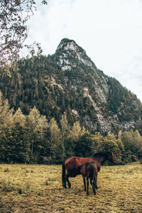 Horse standing on field against mountain range