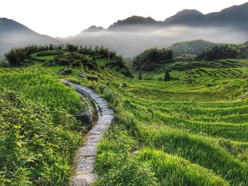 Scenic view of agricultural field against sky