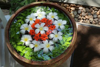 High angle view of potted plants in container