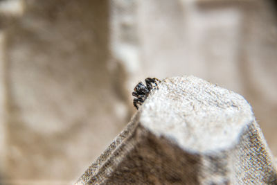 Close-up of insect on rock