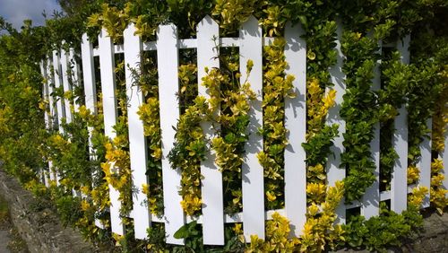 Close-up of flowers blooming outdoors