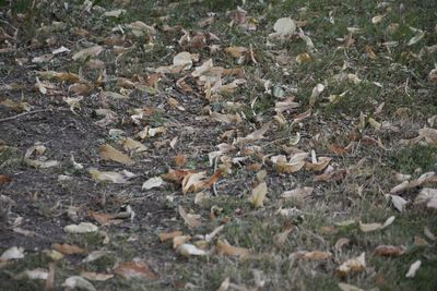 High angle view of dry leaves on grassy field