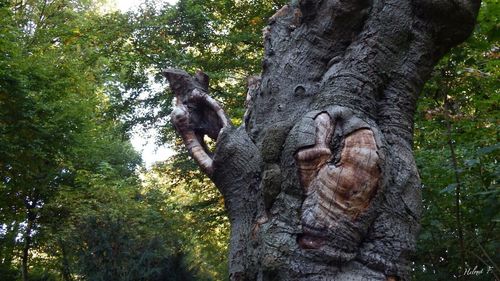 Low angle view of monkey on tree in forest