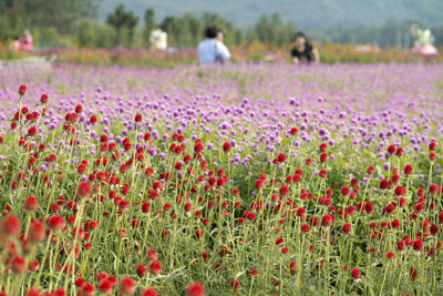 Plants growing on field