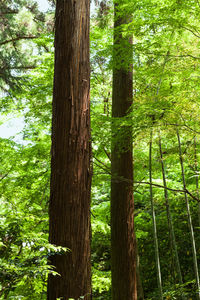 View of trees in forest