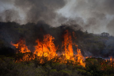 Bonfire on fire in forest