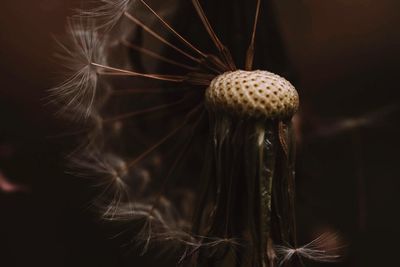 Close-up of dandelion against black background