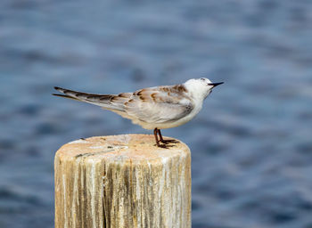Close-up of seagull perching on wooden post