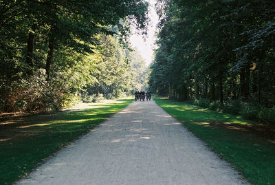 Road amidst trees in forest