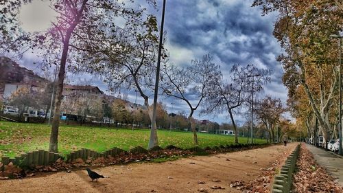 Trees on field against sky