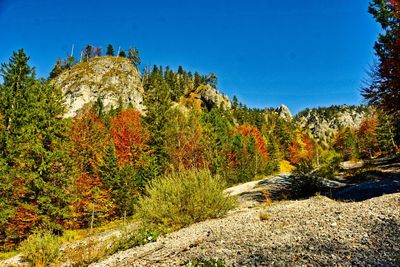 Plants growing on rock against sky