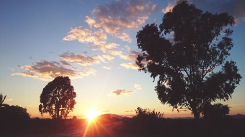 Silhouette of trees at sunset