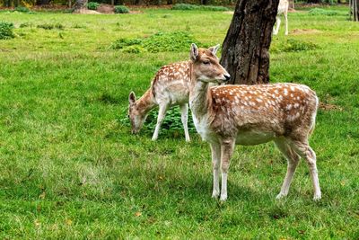 Deer standing in a field