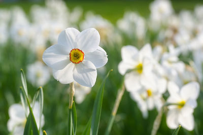 Close-up of white daisy flowers