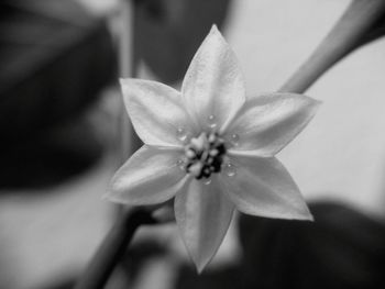 Close-up of pink flower