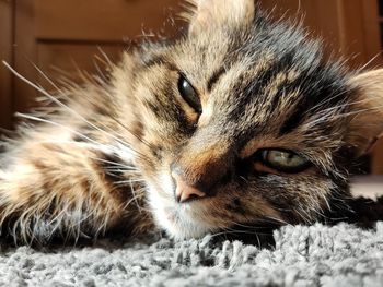 Close-up of cat relaxing on rug at home