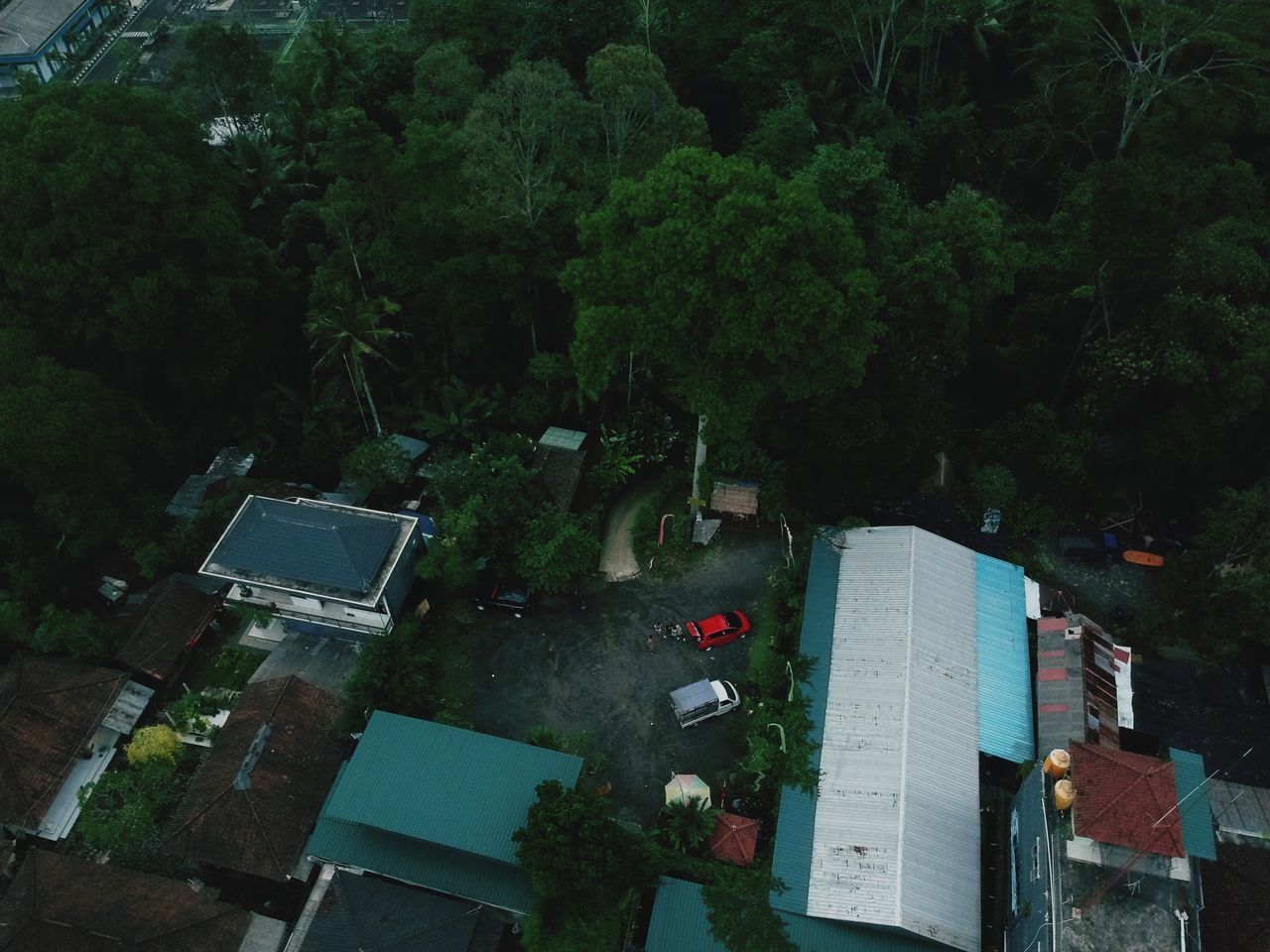 HIGH ANGLE VIEW OF TREES IN FOREST