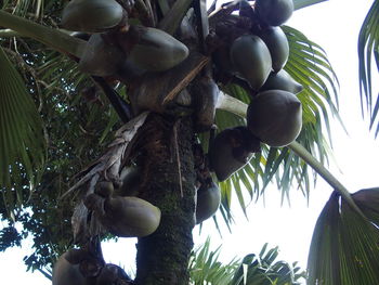 Low angle view of tree