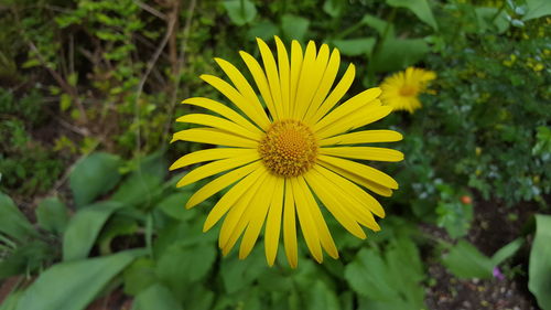 Close-up of yellow flower blooming on field