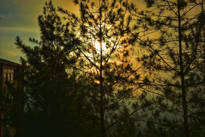 Trees against sky during sunset