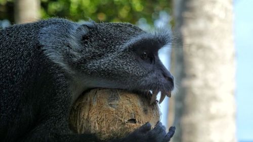 Close-up of monkey eating coconut