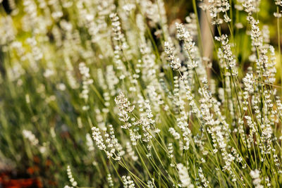 Close-up of white flowering plants on field