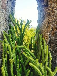 Close-up of cactus plant against sky