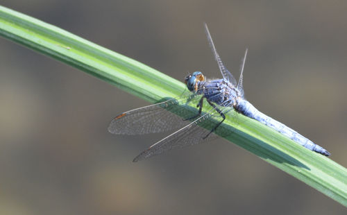 Close-up of grasshopper