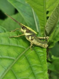 Close-up of insect on leaf