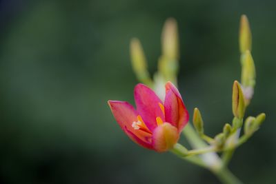 Close-up of pink flower