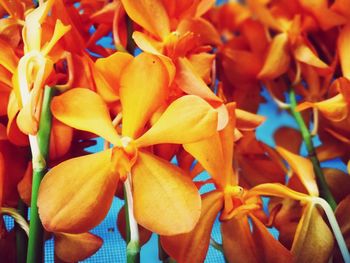 Full frame shot of orange flowering plant