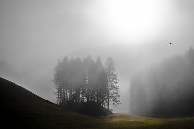 Trees on field against sky