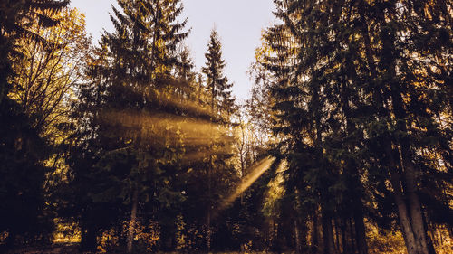 Low angle view of pine trees in forest against sky