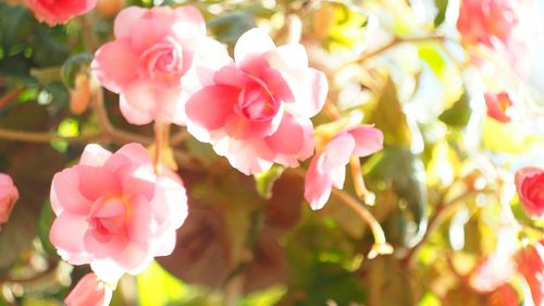 Close-up of pink flowers