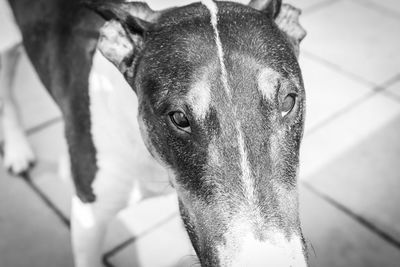 Close-up portrait of a dog