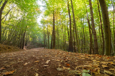 Trees in forest during autumn