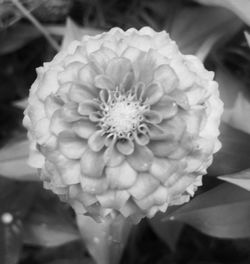 Close-up of flower blooming outdoors