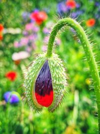 Close-up of flower bud