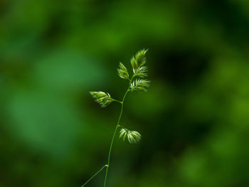 Close-up of green plant