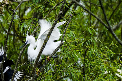 Close-up of white bird on plants