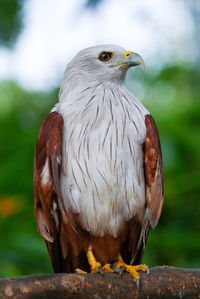 Close-up of owl perching outdoors