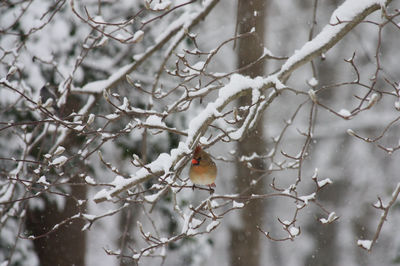 Bird perching on branch