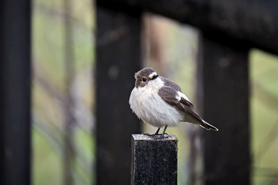 Close-up of bird perching on wooden post