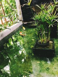 View of potted plants in lake