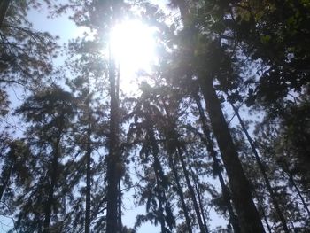 Low angle view of trees in forest