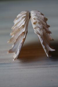 Close-up of feather on table