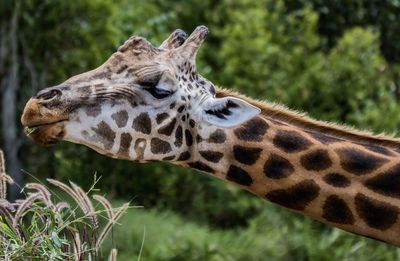 View of giraffe