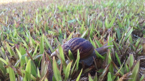 Close-up of snake on field