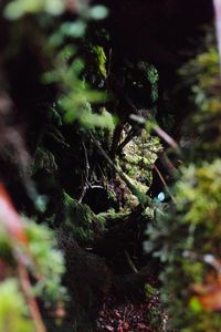 Plants growing on tree trunk