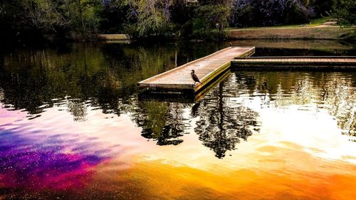 Reflection of trees in lake